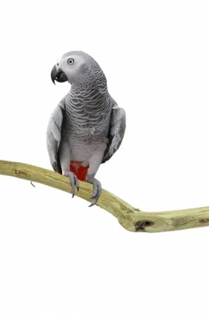 Back Zoo Nature Teak Perch Long 1 meter Voordeelprijs